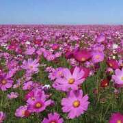 ヒメ日記 2025/09/06 02:00 投稿 ゆか 桜フェアリーテイル