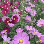 ヒメ日記 2025/09/15 17:00 投稿 ゆか 桜フェアリーテイル