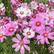 ヒメ日記 2025/09/26 15:00 投稿 ゆか 桜フェアリーテイル