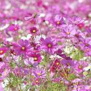 ヒメ日記 2025/09/27 07:06 投稿 ゆか 桜フェアリーテイル