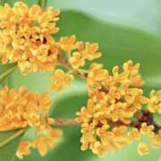 ヒメ日記 2025/10/01 13:00 投稿 ゆか 桜フェアリーテイル