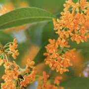 ヒメ日記 2025/10/02 01:57 投稿 ゆか 桜フェアリーテイル