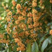 ヒメ日記 2025/10/03 12:45 投稿 ゆか 桜フェアリーテイル