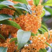 ヒメ日記 2025/10/04 01:47 投稿 ゆか 桜フェアリーテイル