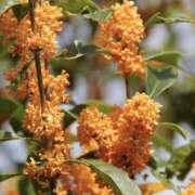 ヒメ日記 2025/10/08 11:15 投稿 ゆか 桜フェアリーテイル