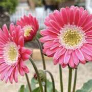 ゆか お礼♡ 桜フェアリーテイル