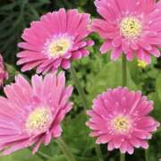 ゆか おはよ♡ 桜フェアリーテイル