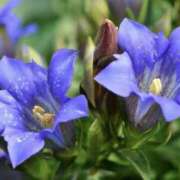 ヒメ日記 2025/10/17 01:34 投稿 ゆか 桜フェアリーテイル