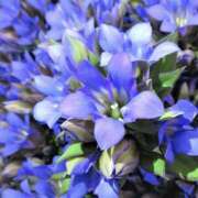 ヒメ日記 2025/10/26 17:32 投稿 ゆか 桜フェアリーテイル