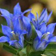 ヒメ日記 2025/10/31 14:06 投稿 ゆか 桜フェアリーテイル