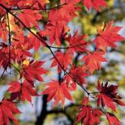 ゆか おはよ♡ 桜フェアリーテイル