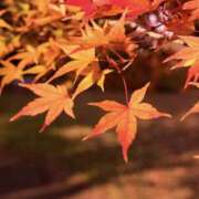 ゆか お礼♡ 桜フェアリーテイル