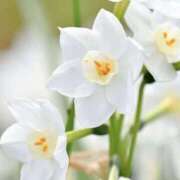 ゆか お礼♡ 桜フェアリーテイル