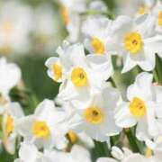 ゆか お礼♡ 桜フェアリーテイル