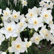 ゆか こんばんは♡ 桜フェアリーテイル