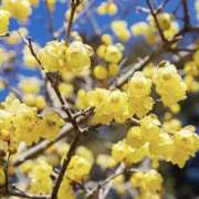 ヒメ日記 2026/02/02 20:08 投稿 ゆか 桜フェアリーテイル