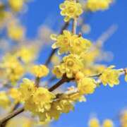 ヒメ日記 2026/02/06 13:55 投稿 ゆか 桜フェアリーテイル