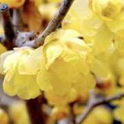 ヒメ日記 2026/02/07 02:14 投稿 ゆか 桜フェアリーテイル