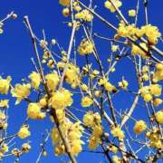 ヒメ日記 2026/02/12 07:05 投稿 ゆか 桜フェアリーテイル