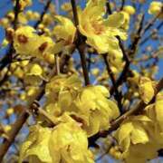 ヒメ日記 2026/02/20 12:30 投稿 ゆか 桜フェアリーテイル