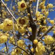 ヒメ日記 2026/02/21 01:44 投稿 ゆか 桜フェアリーテイル