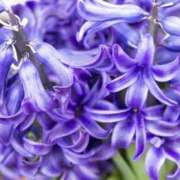 ヒメ日記 2026/03/03 13:00 投稿 ゆか 桜フェアリーテイル