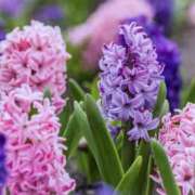 ヒメ日記 2026/03/16 12:00 投稿 ゆか 桜フェアリーテイル