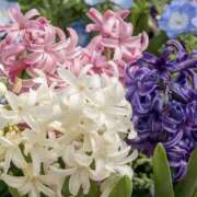 ヒメ日記 2026/03/27 13:00 投稿 ゆか 桜フェアリーテイル