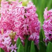 ヒメ日記 2026/03/31 18:00 投稿 ゆか 桜フェアリーテイル