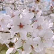 ヒメ日記 2026/04/13 21:41 投稿 ゆか 桜フェアリーテイル