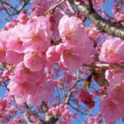 ヒメ日記 2026/04/25 02:03 投稿 ゆか 桜フェアリーテイル