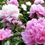 ヒメ日記 2026/05/01 17:37 投稿 ゆか 桜フェアリーテイル