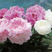 ヒメ日記 2026/06/01 06:47 投稿 ゆか 桜フェアリーテイル