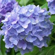 ヒメ日記 2026/06/27 04:19 投稿 ゆか 桜フェアリーテイル