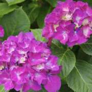 ヒメ日記 2026/06/29 22:58 投稿 ゆか 桜フェアリーテイル
