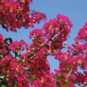 ヒメ日記 2026/08/02 07:32 投稿 ゆか 桜フェアリーテイル