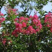 ヒメ日記 2026/08/08 01:17 投稿 ゆか 桜フェアリーテイル