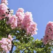 ヒメ日記 2026/08/14 13:57 投稿 ゆか 桜フェアリーテイル