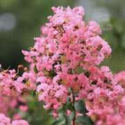 ヒメ日記 2026/08/18 01:30 投稿 ゆか 桜フェアリーテイル