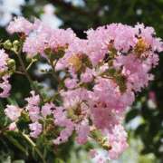 ヒメ日記 2026/08/22 03:00 投稿 ゆか 桜フェアリーテイル