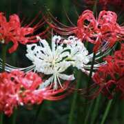 ヒメ日記 2026/09/14 22:00 投稿 ゆか 桜フェアリーテイル
