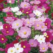 ヒメ日記 2026/10/03 05:18 投稿 ゆか 桜フェアリーテイル