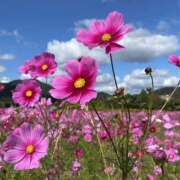 ヒメ日記 2026/10/04 20:56 投稿 ゆか 桜フェアリーテイル