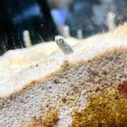 ヒメ日記 2025/10/29 06:00 投稿 雨音しずく Guilty concept A