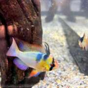 ヒメ日記 2025/10/30 06:00 投稿 雨音しずく Guilty concept A