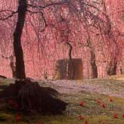 ヒメ日記 2026/02/04 07:00 投稿 雨音しずく Guilty concept A