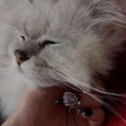 ヒメ日記 2025/04/26 09:35 投稿 ふうか♡ ゆるふわ癒し系！！ if(イフ) 中村店