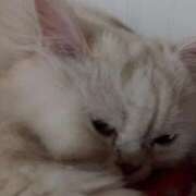 ヒメ日記 2025/05/14 09:35 投稿 ふうか♡ ゆるふわ癒し系！！ if(イフ) 中村店