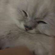 ヒメ日記 2025/06/07 07:45 投稿 ふうか♡ ゆるふわ癒し系！！ if(イフ) 中村店