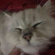 ヒメ日記 2025/06/26 08:05 投稿 ふうか♡ ゆるふわ癒し系！！ if(イフ) 中村店